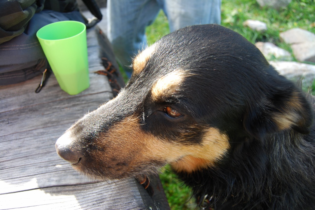 Road trip Europe : Bernie le chien