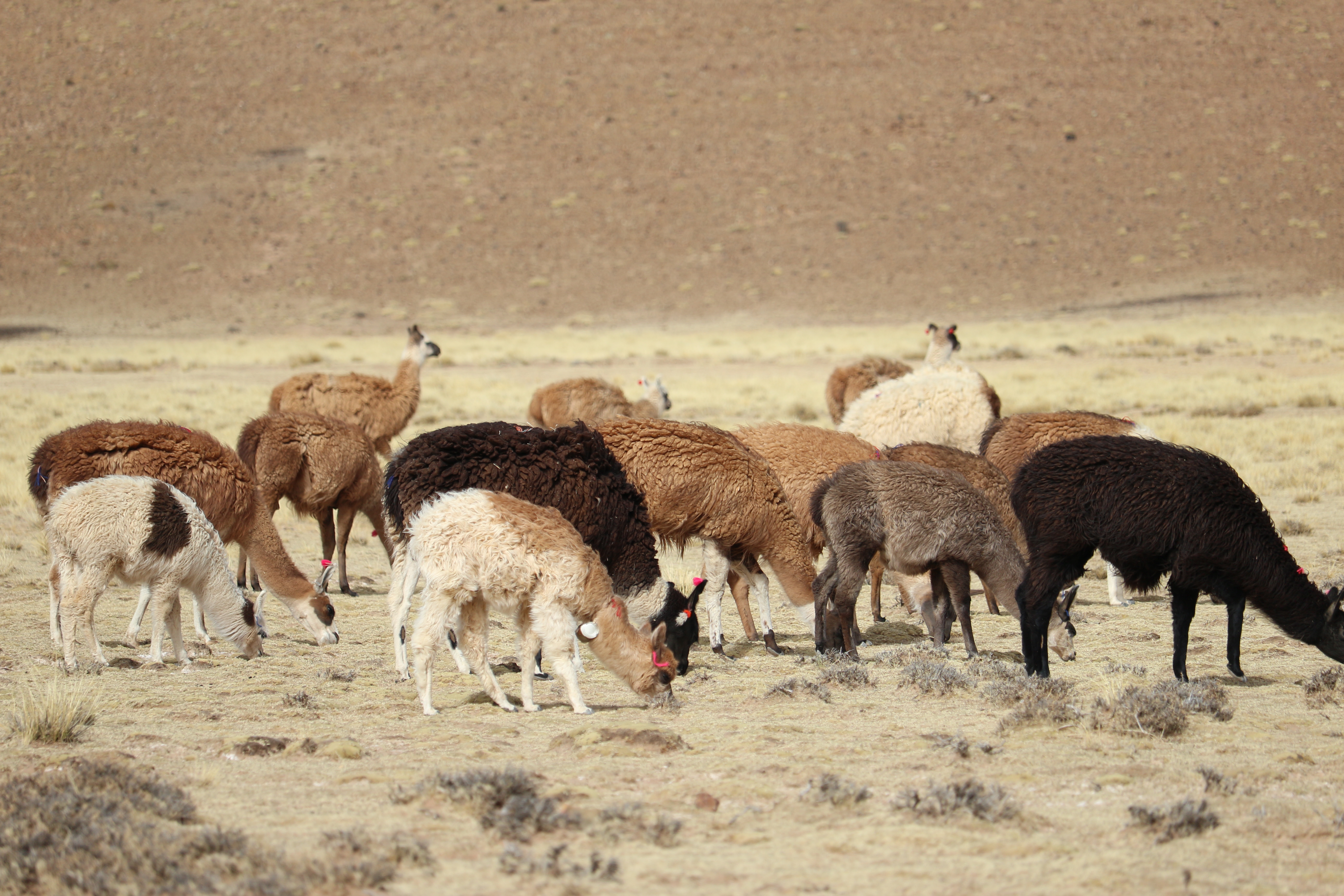 conseils voyage salar uyuni : troupeau de lamas