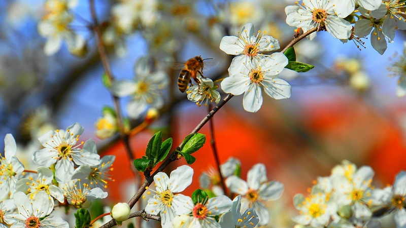 Rockyroad to Sydney : abeille en fleur